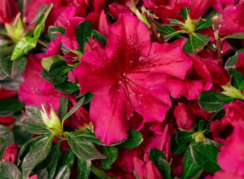 magenta colored azalea flowers