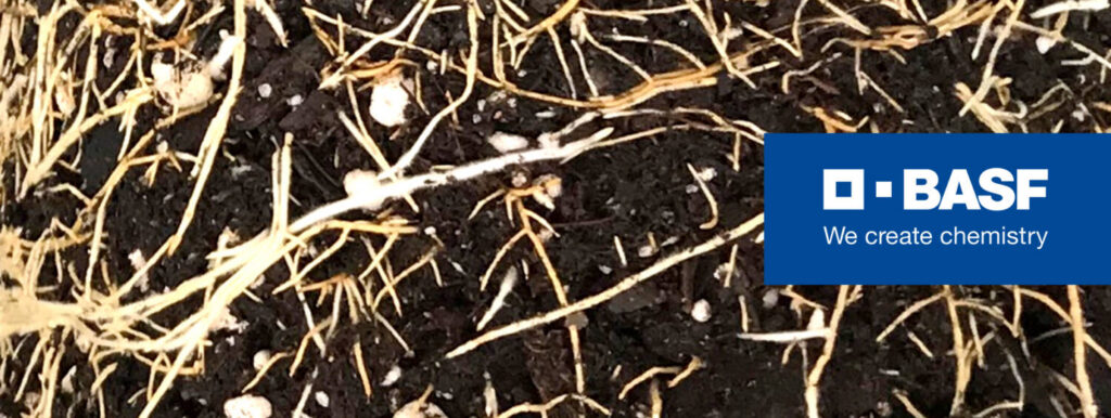 Blame it All on My Roots