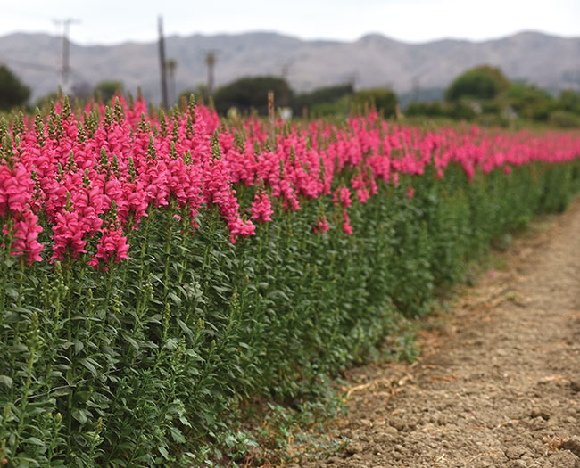 New Greenhouse-Grown Cut Crops  Expand Options for Growers 