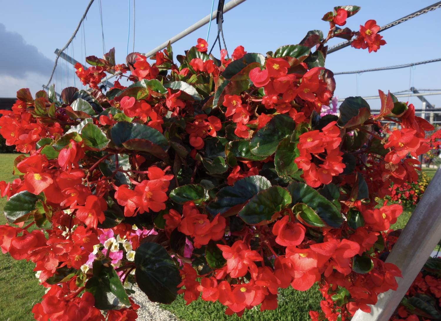 Begonia Viking Explorer