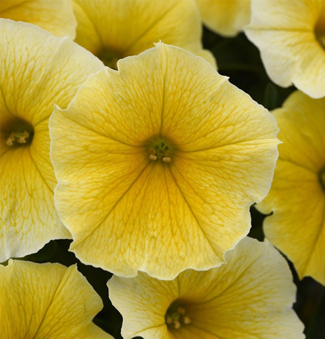 Ball FloraPlant Petunia 'Bee's Knees'