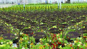 BG_ColorPoint_Greenhouse2