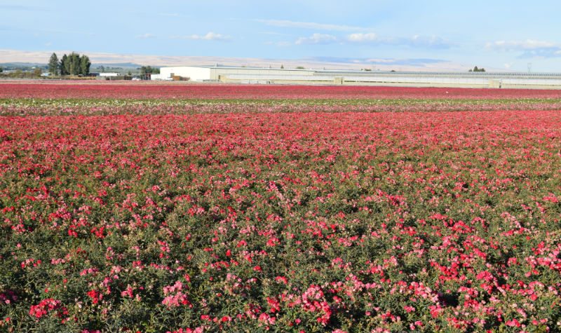 Cover Story — Unified Vision, Upward Growth