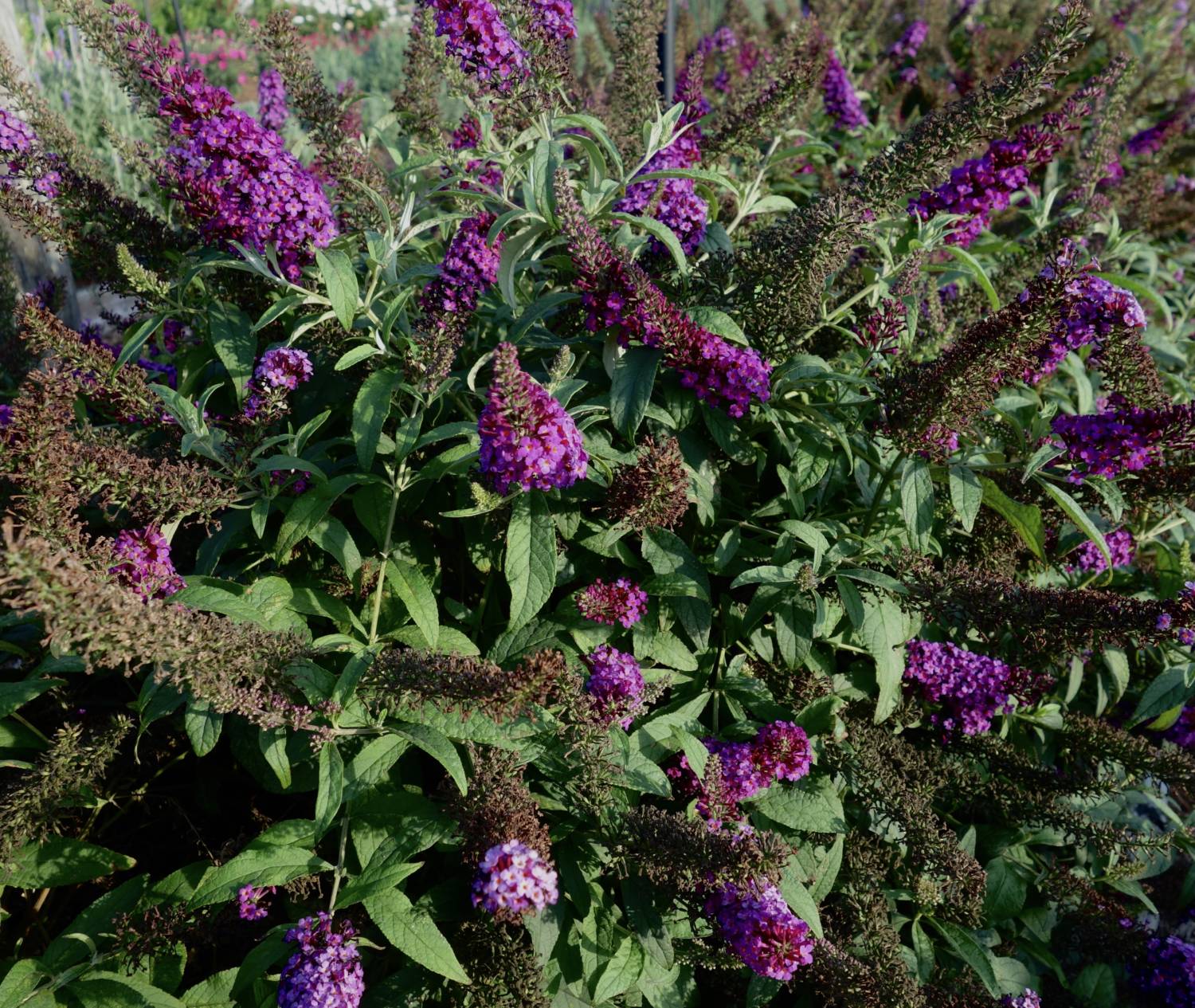 Chrysalis buddleia