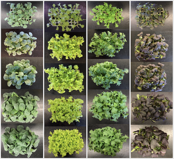 Increasing Yields of Baby Leaf Vegetables