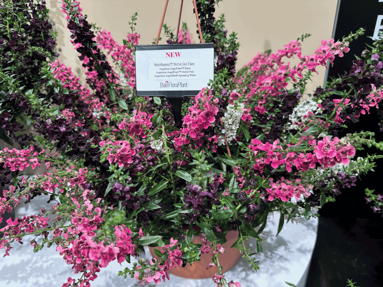 Ball-FloraPlant-Angelonia-AngleFlare-AngelMist-MixMaster