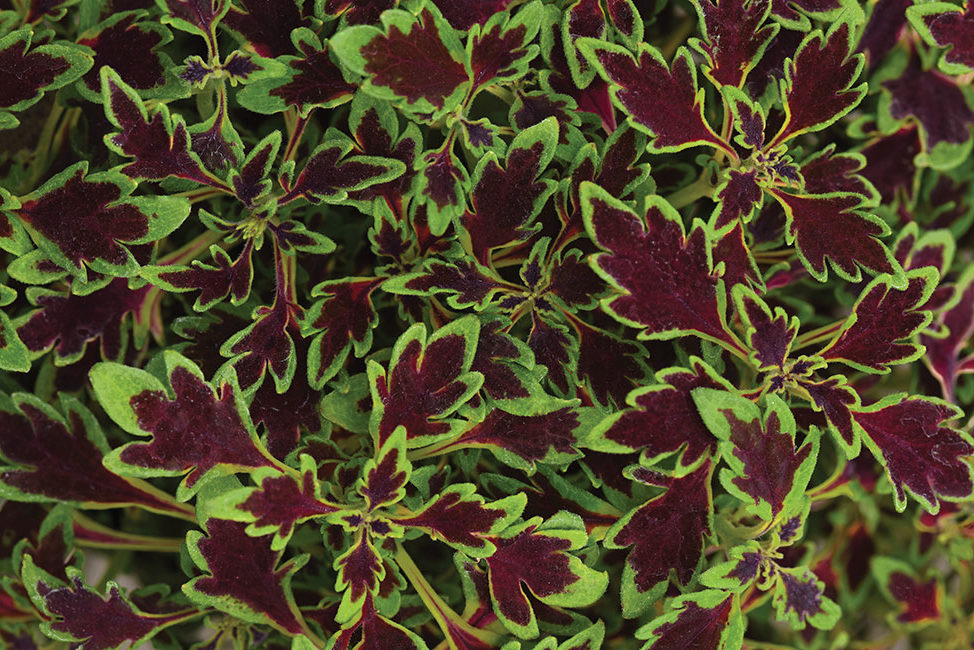COLEUS ‘MICROBLAZE MATCHSTICKS’