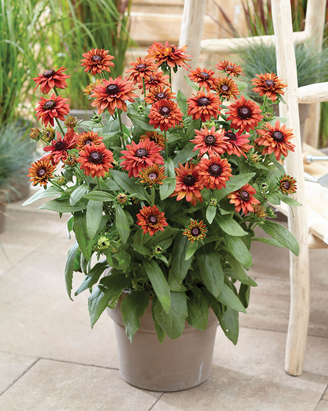 RUDBECKIA AUGUST
