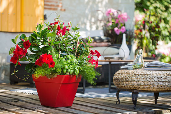 Botany Lane to Provide Ball Ingenuity’s Diamantina Genetics