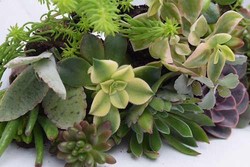 Ball Seed, Tagawa to Offer New Succulent Program