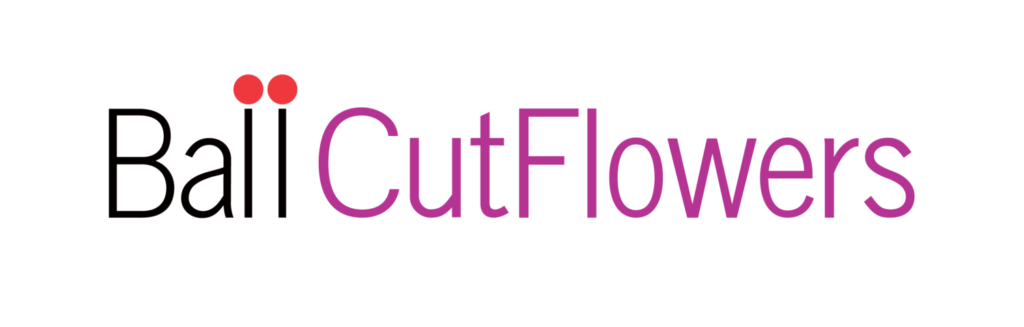 Ball Seed releases 2025-2026 cut flowers catalog
