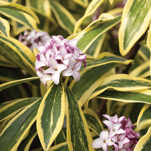 Banana Split Winter Daphne