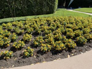 Bandolero lantana (Syngenta)