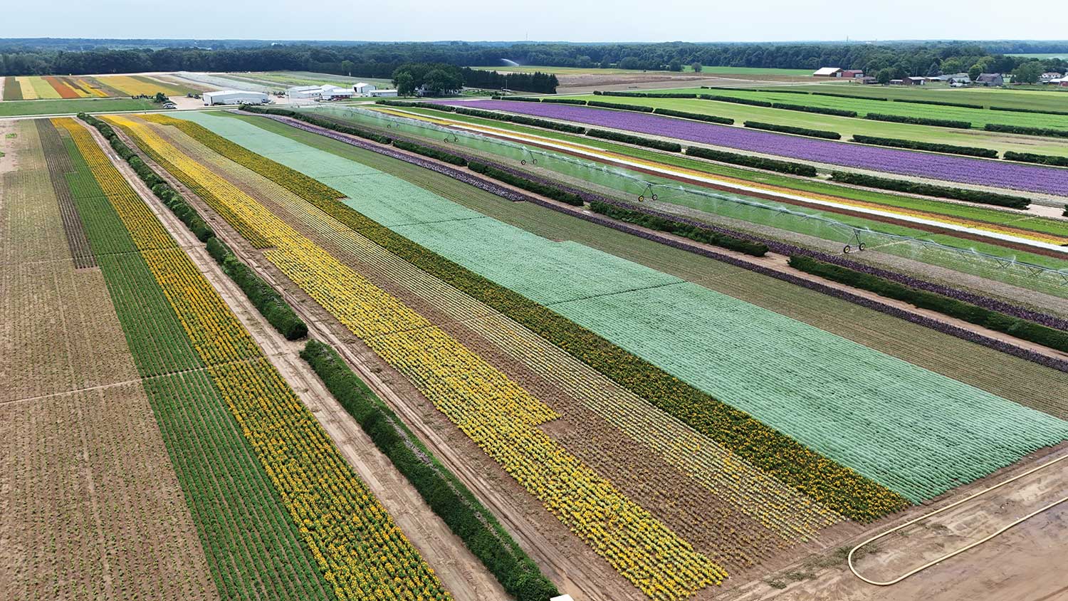 An aerial view of Walters Gardens’ bare root fields.