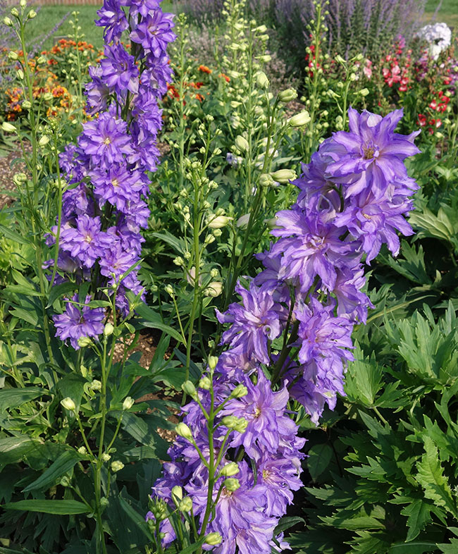 Delphinium 'Delegenius Breezin'