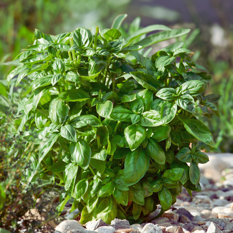 AAS Winners announced for 2025