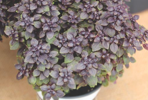 New Edibles at Spring Trials