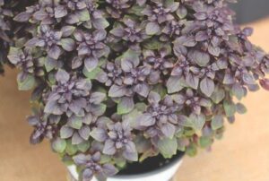 Basil 'Pesto Bambino Purple'
