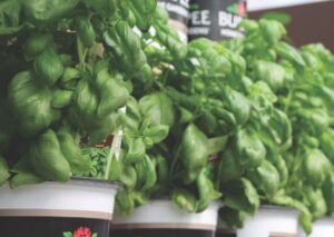 Basil 'Pesto Party'
