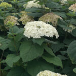 FlowerFull is blooming at Baucom Nursery on June 5, 2024. Photo courtesy of Eric Baucom.