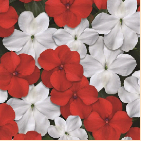 PanAmerican Seed Introduces New Impatiens