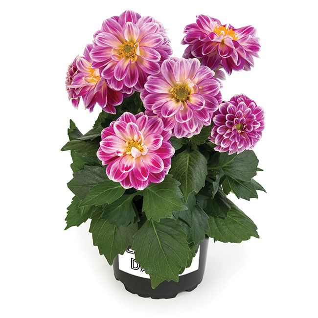 DAHLIA ‘LABELLA MEDIO FUN PINK FLAME’
