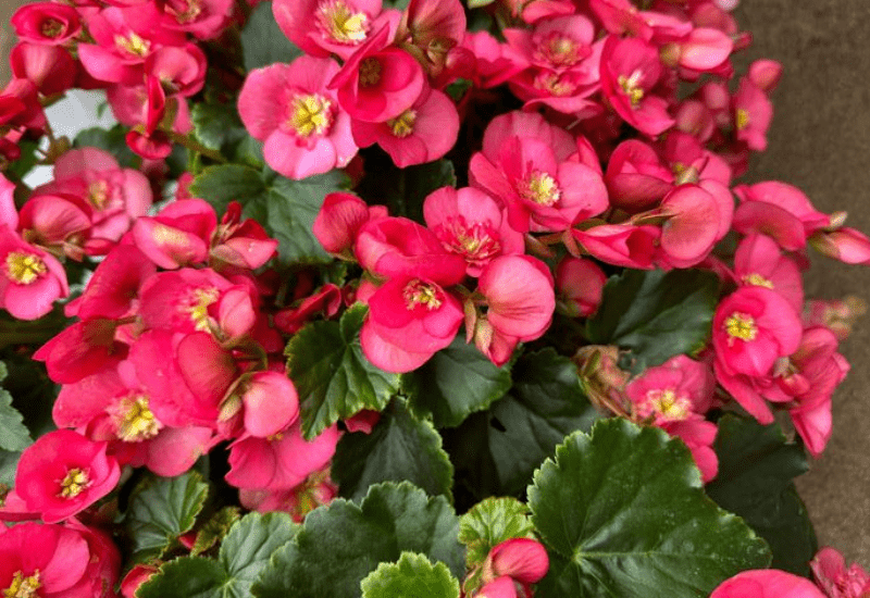 Annuals, perennials and foliage introductions to consider for 2025 production