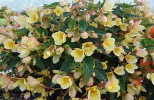 Begnoia Shine Bright Yellow from Westhoff