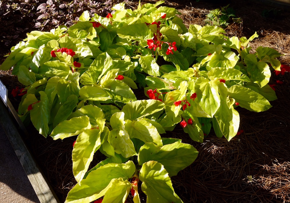 Hot Performers from the Southern Plant Trials