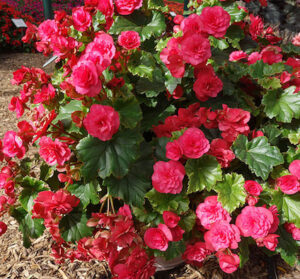 Begonia Dreams Vermillion Hot Pink from Beekenkamp