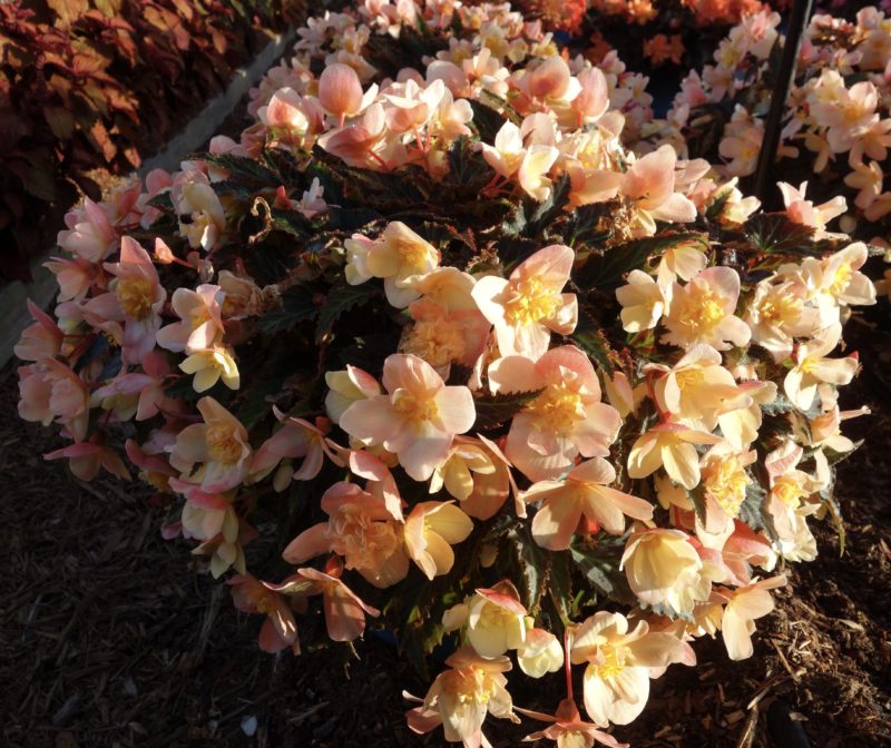 Begonia IConia Dummen