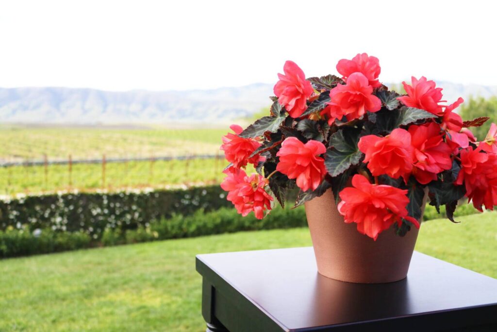 Mastering I’Conia® Begonias