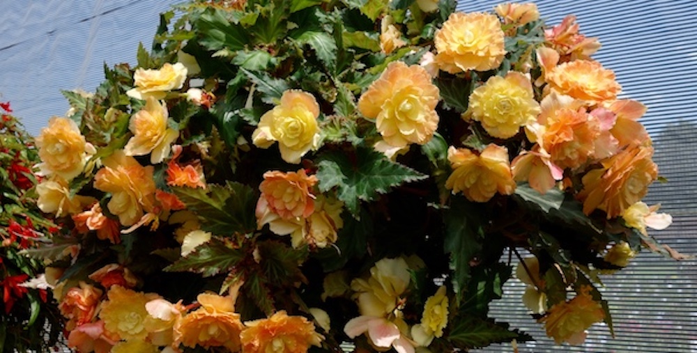 Summer Trial Performers from Dümmen Orange