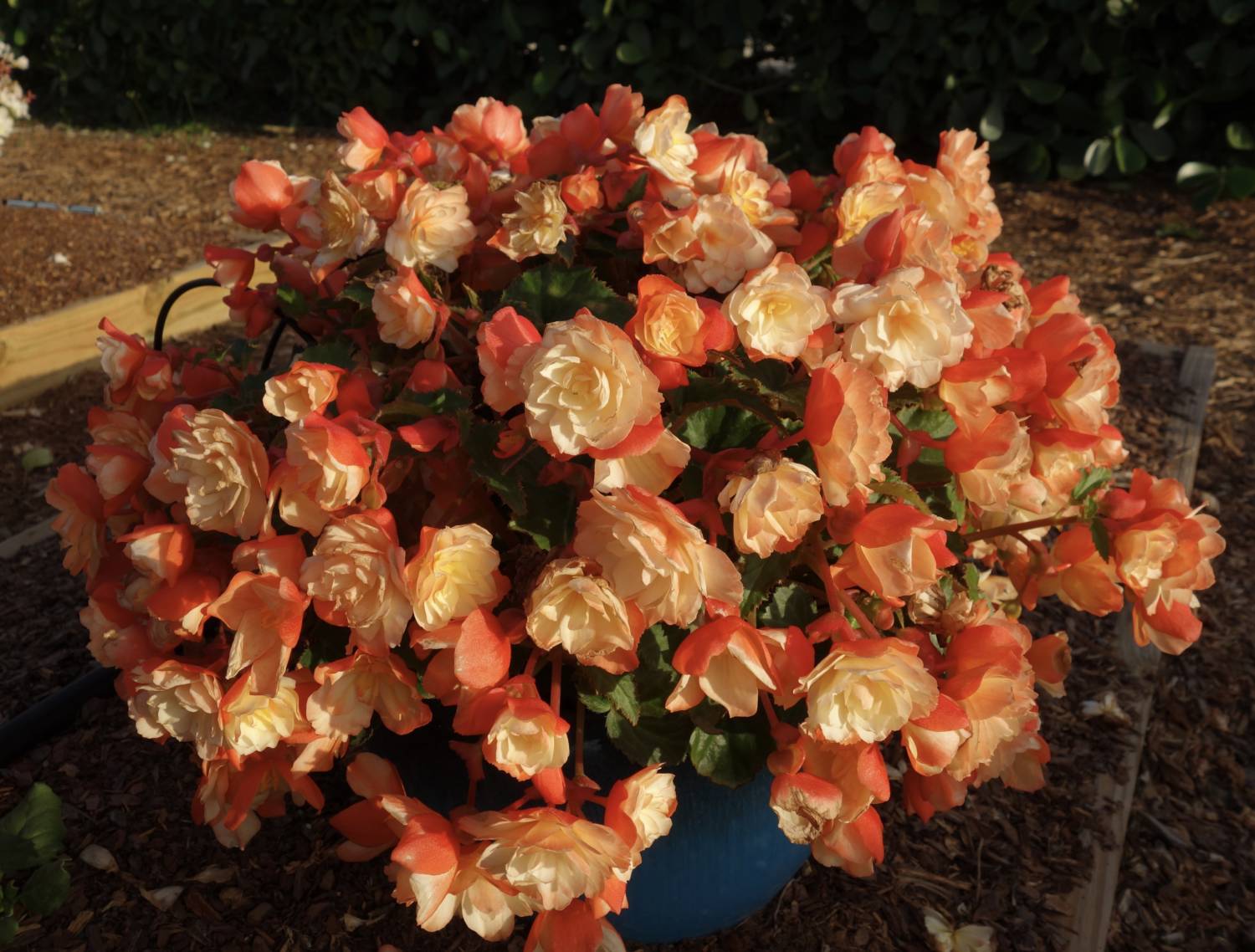 begonia I'Conia