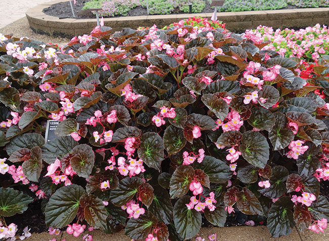 BEGONIA ‘STONEHEDGE LIGHT PINK BRONZE LEAF’ from Benary