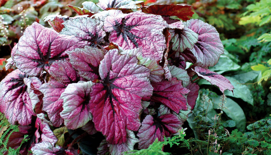Terra Nova Releases New Begonia Videos