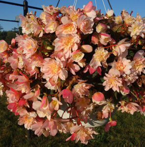 Begonia I'conia Lemon Berry from Dümmen Orange