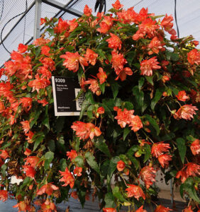 Begonia Rise Up Salmon Chiffon from Westhoff