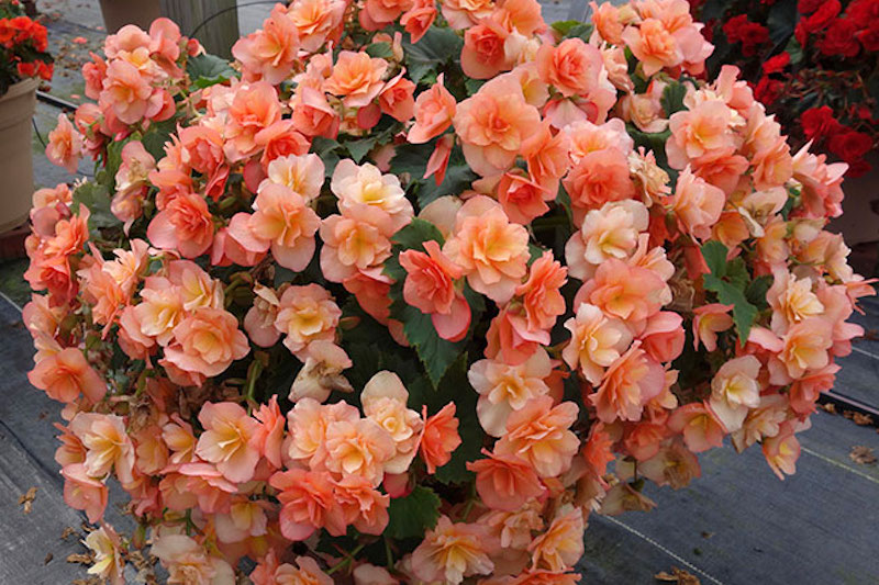 All Star Begonias