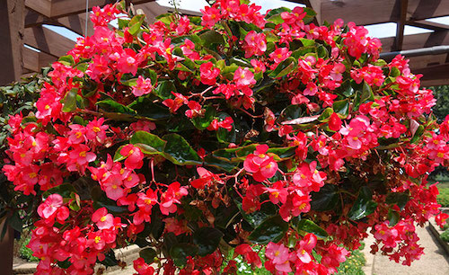 Begonia Viking Explorer Red on Green from Sakata