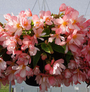 Begonia Waterfalls Angel Soft Pink from Beekenkamp