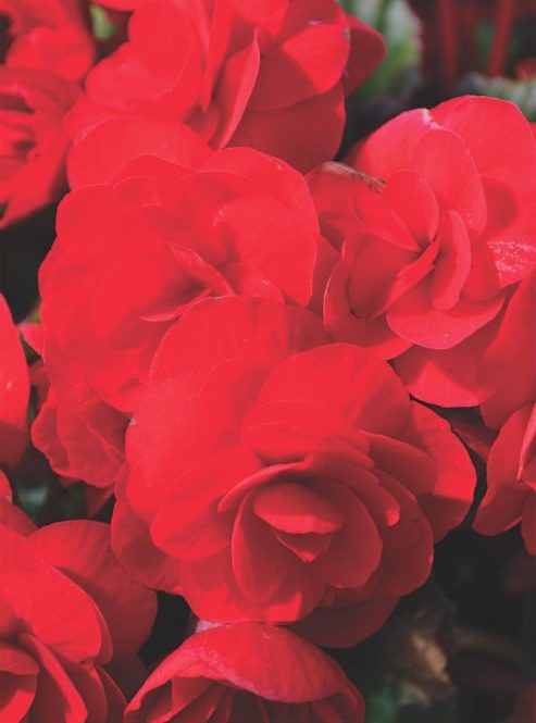 Five Plants to Watch from the Costa Farms Trial Garden