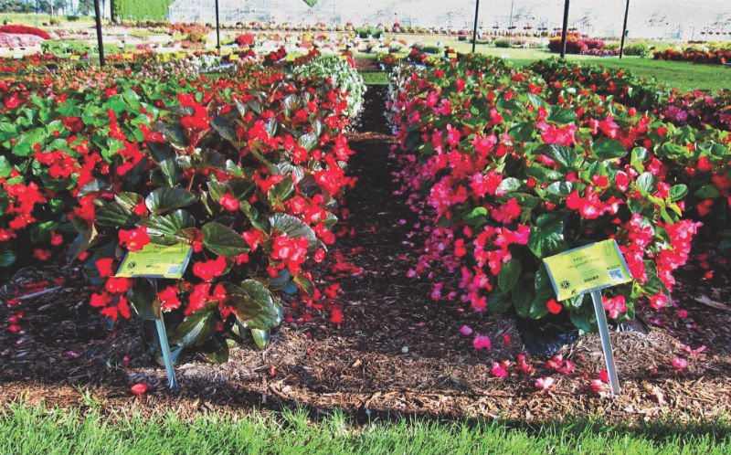 Summer Trials: Top-Performing Seed Annuals