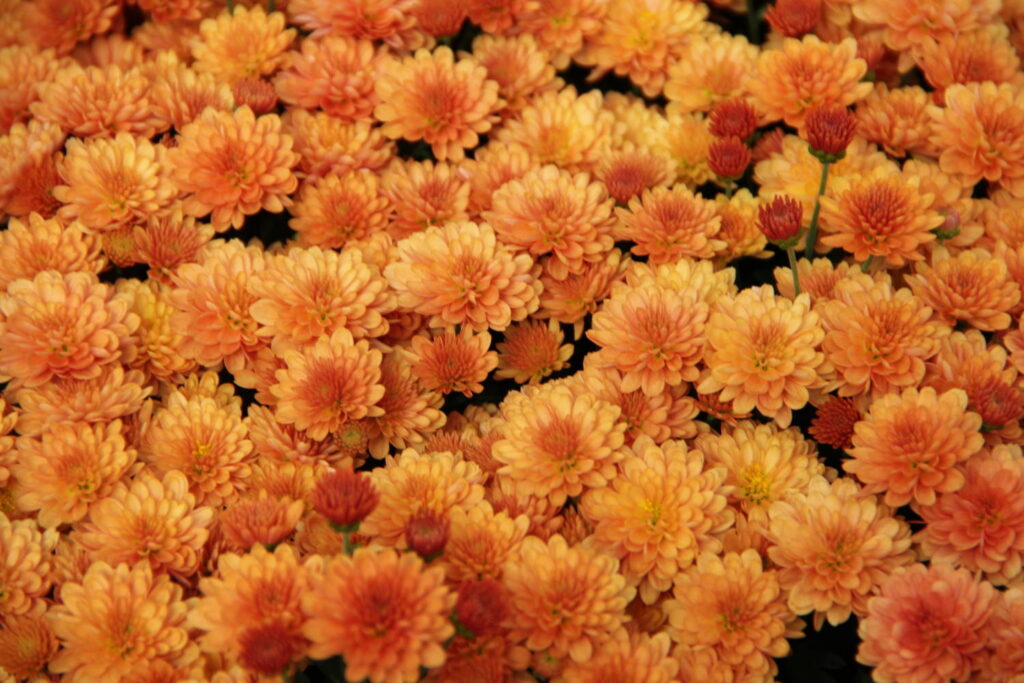 Proven Winners Introduces Scholarship Program