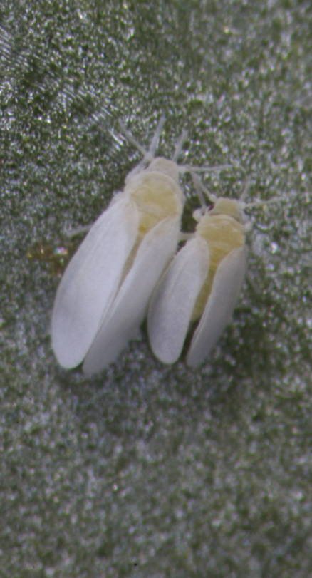 It’s Whitefly Time: How to Update Your Rotation Program