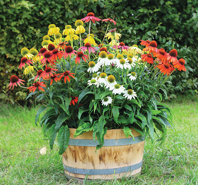 ECHINACEA POLLYNATION