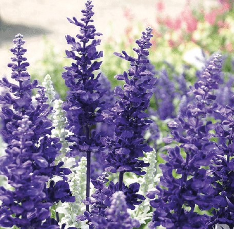 Benary, Volmary Team Up to Create Benary+