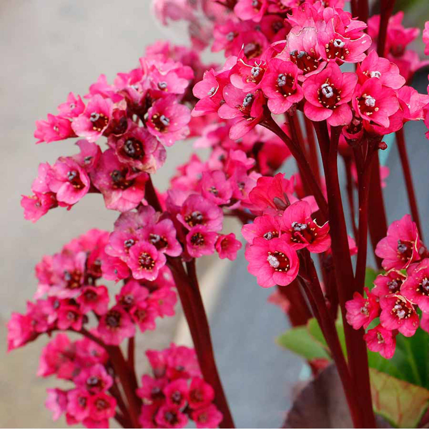 Bergenia ‘Vintage Rose’