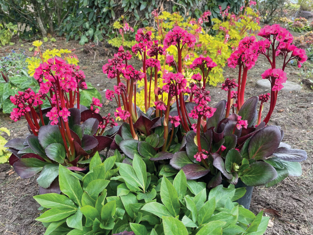 Terra Nova Nurseries Rolls Out New Bergenia