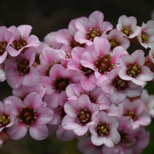 Bergenia Peppermint Patty CJW18